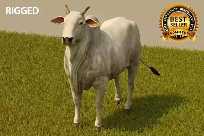 Cattle cow 3D model