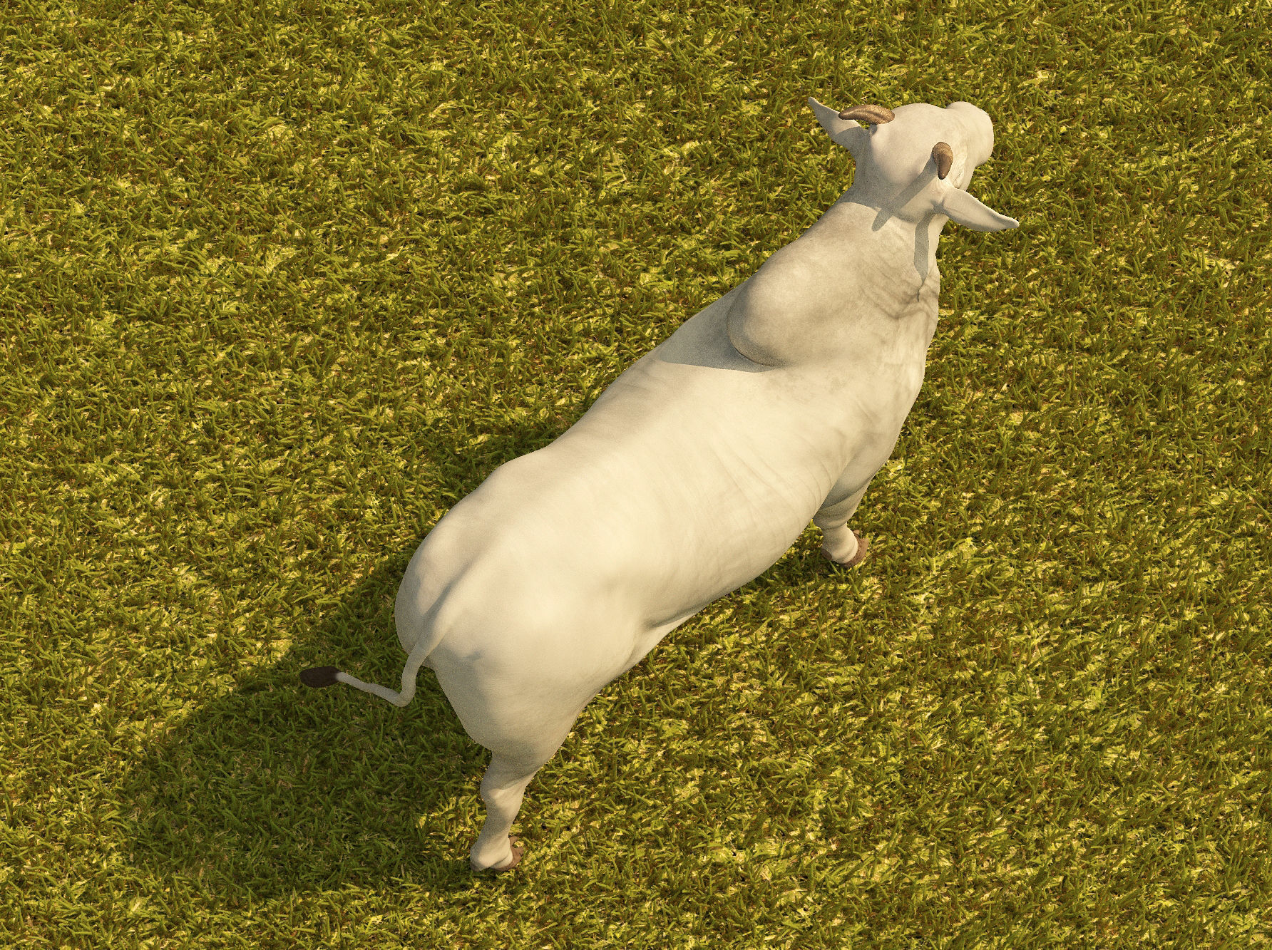 Cattle cow 3D model_5