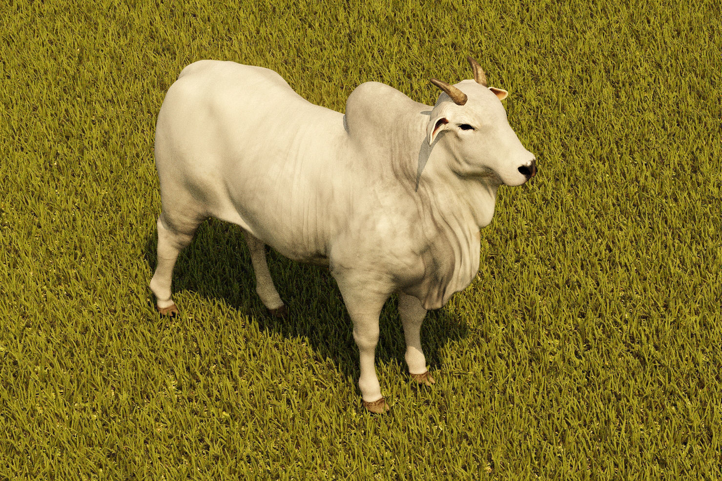 Cattle cow 3D model_8