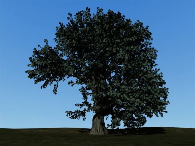 oak tree Free 3D model