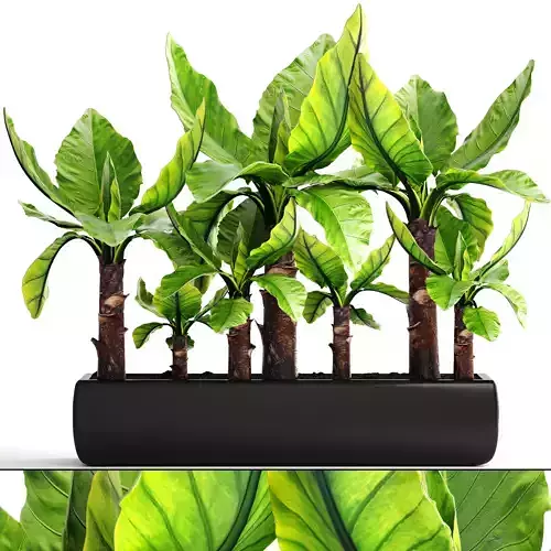 Tropical plant Typhonodorum lindleyanum 3D model