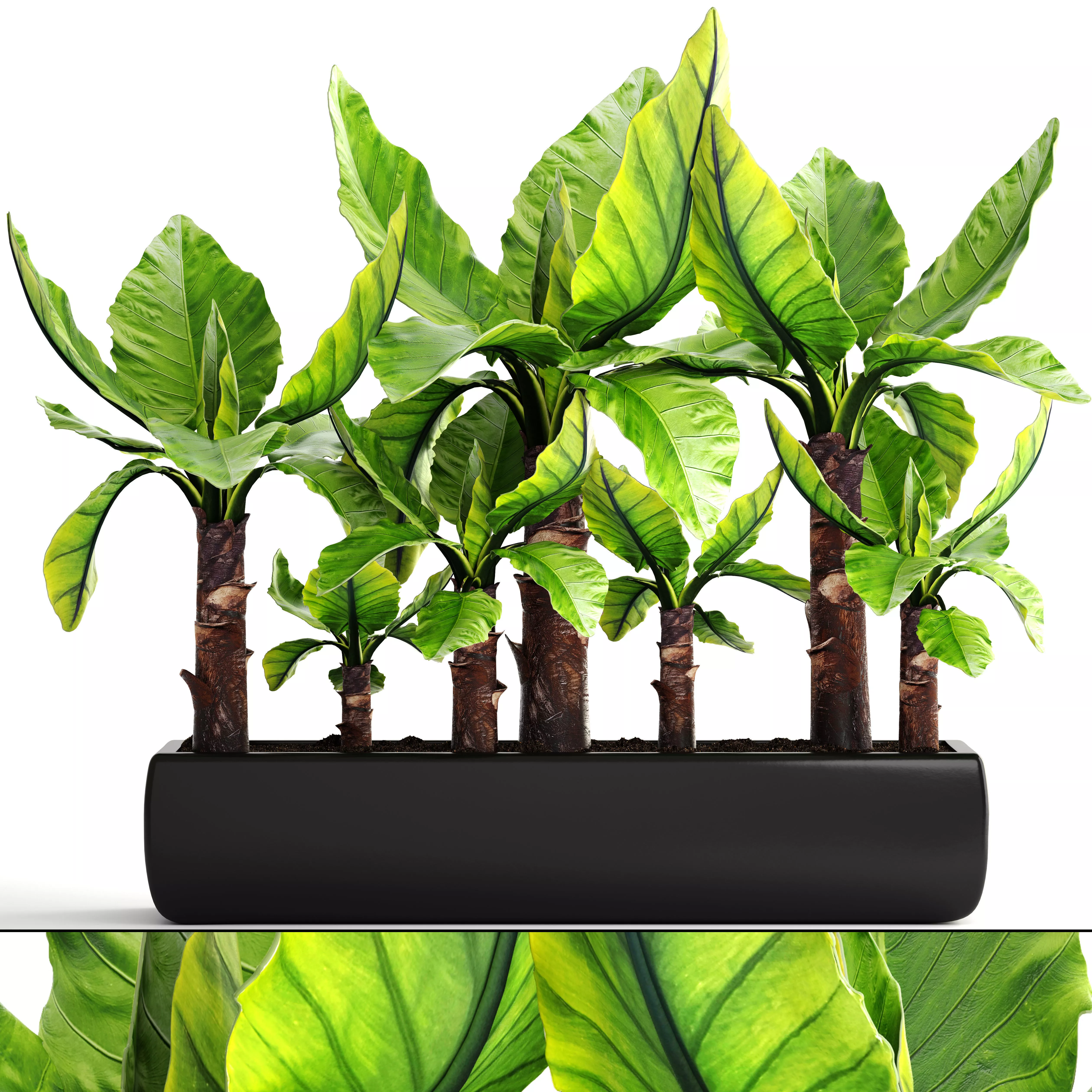 Tropical plant Typhonodorum lindleyanum 3D model