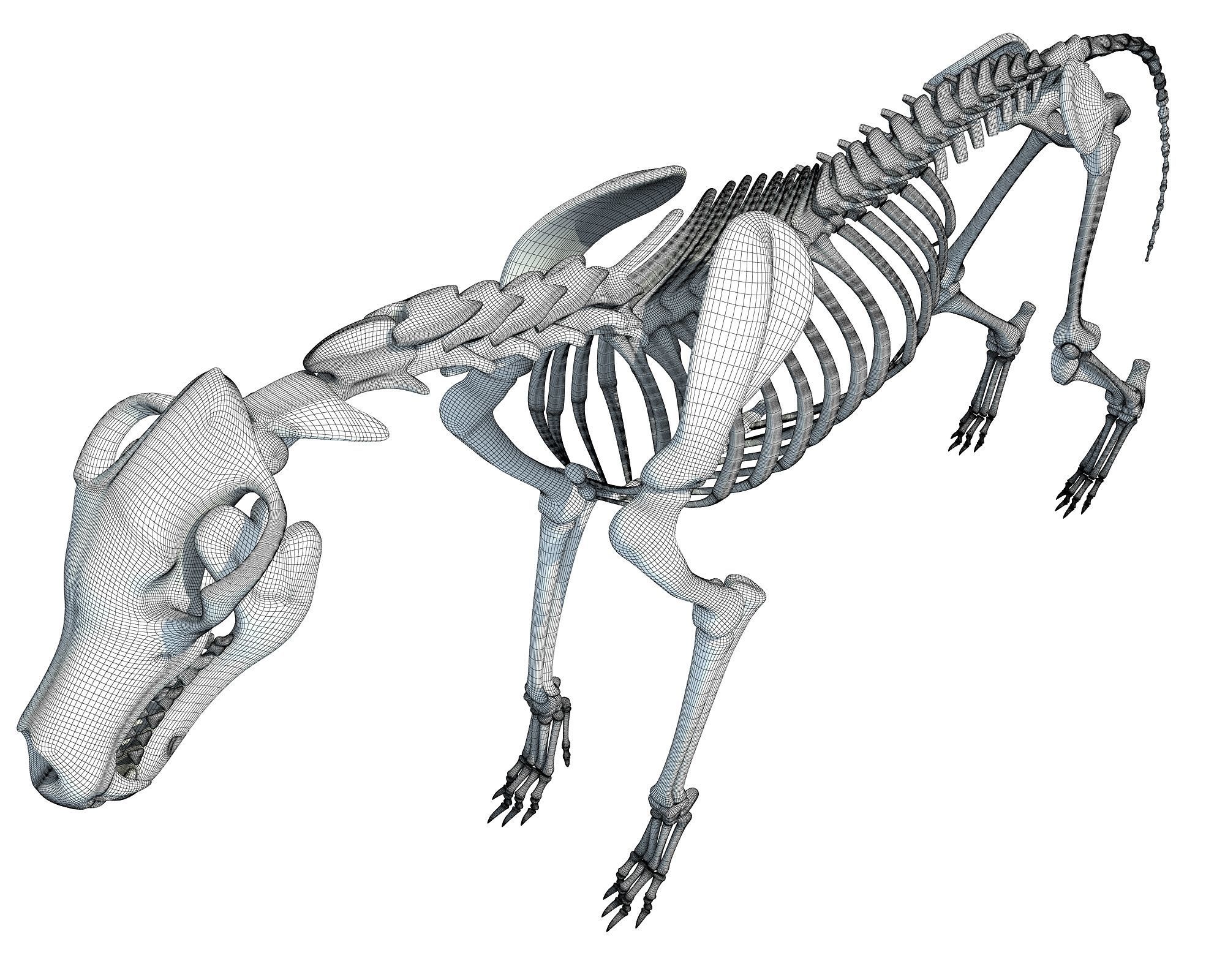 Wolf Skeleton 3D model_18