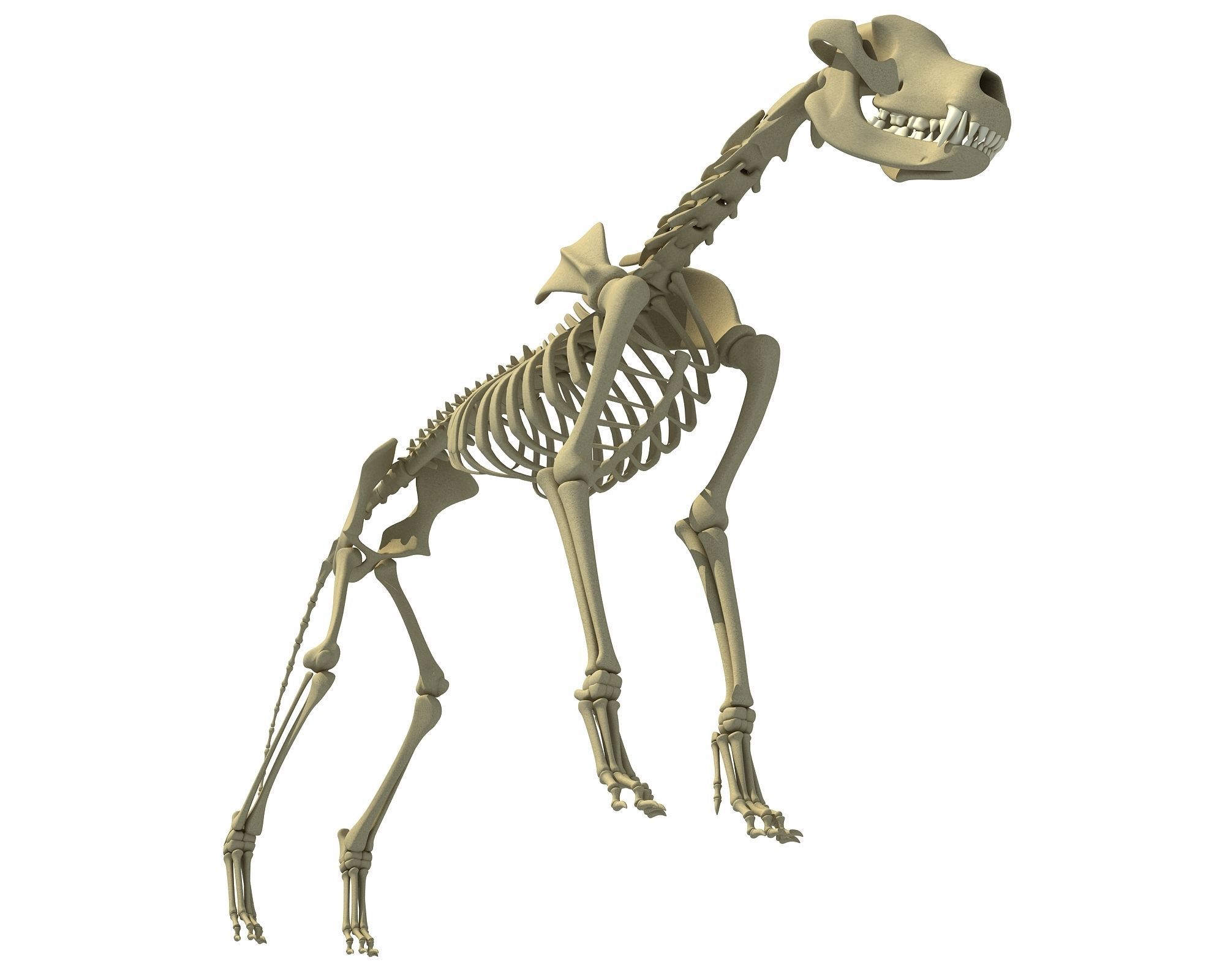 Wolf Skeleton 3D model_9