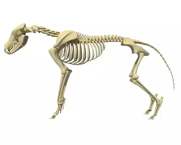 Wolf Skeleton 3D model