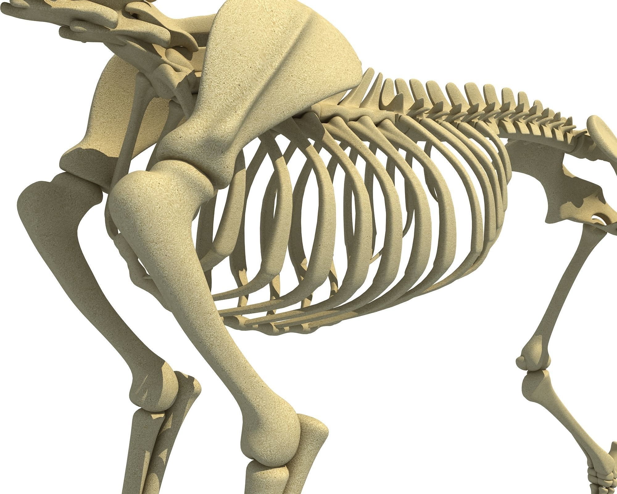 Wolf Skeleton 3D model_15
