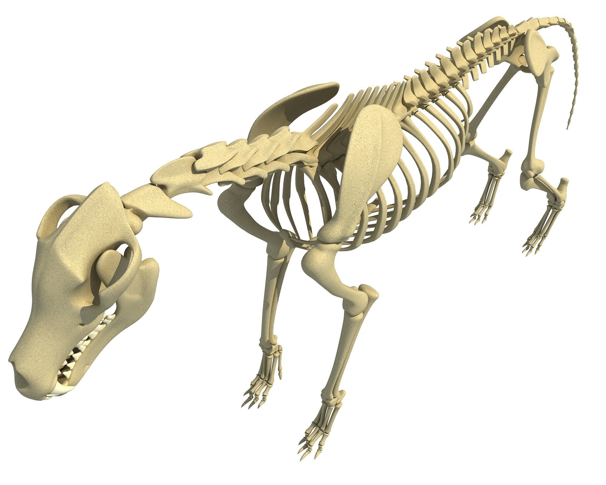 Wolf Skeleton 3D model_10
