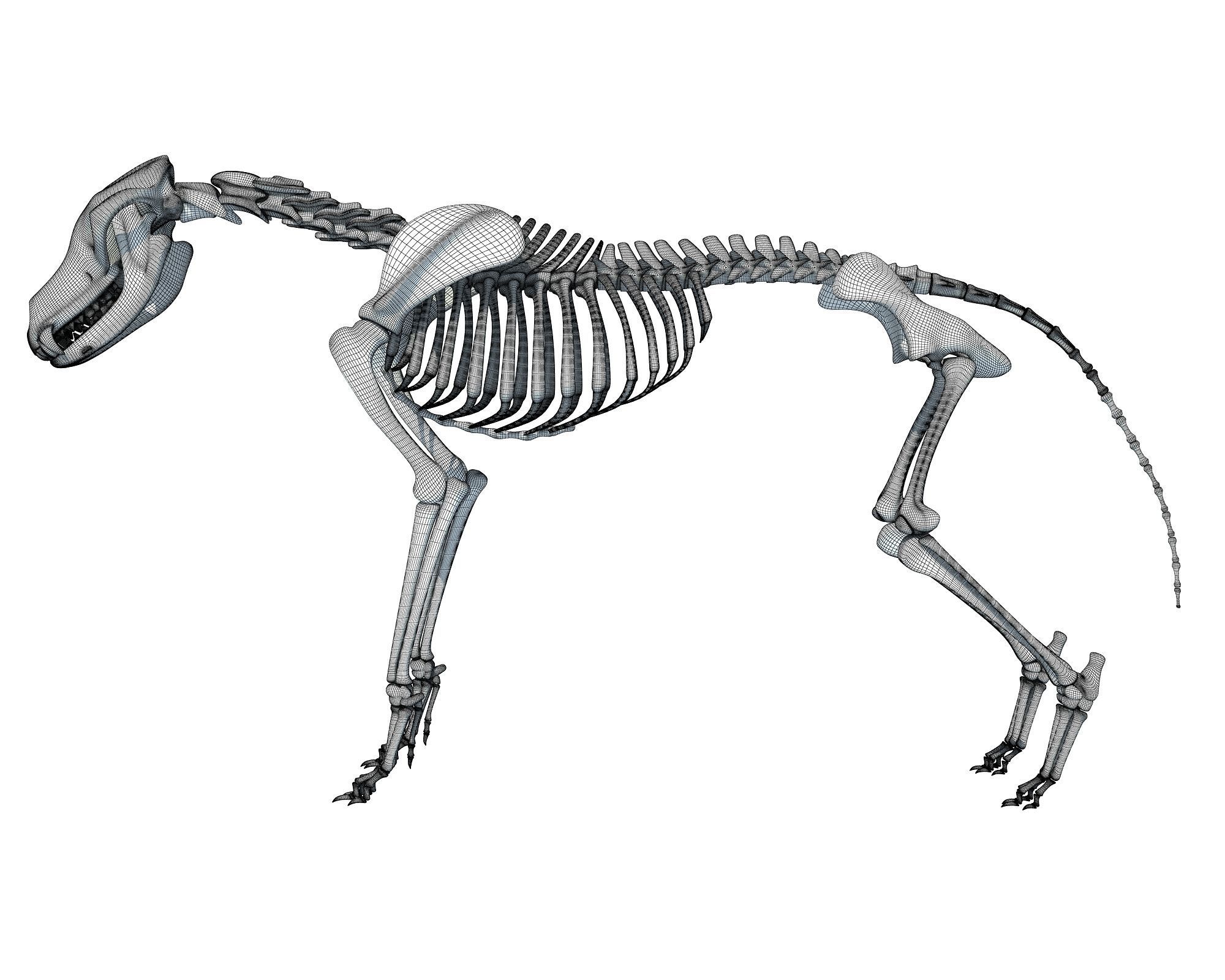 Wolf Skeleton 3D model_16