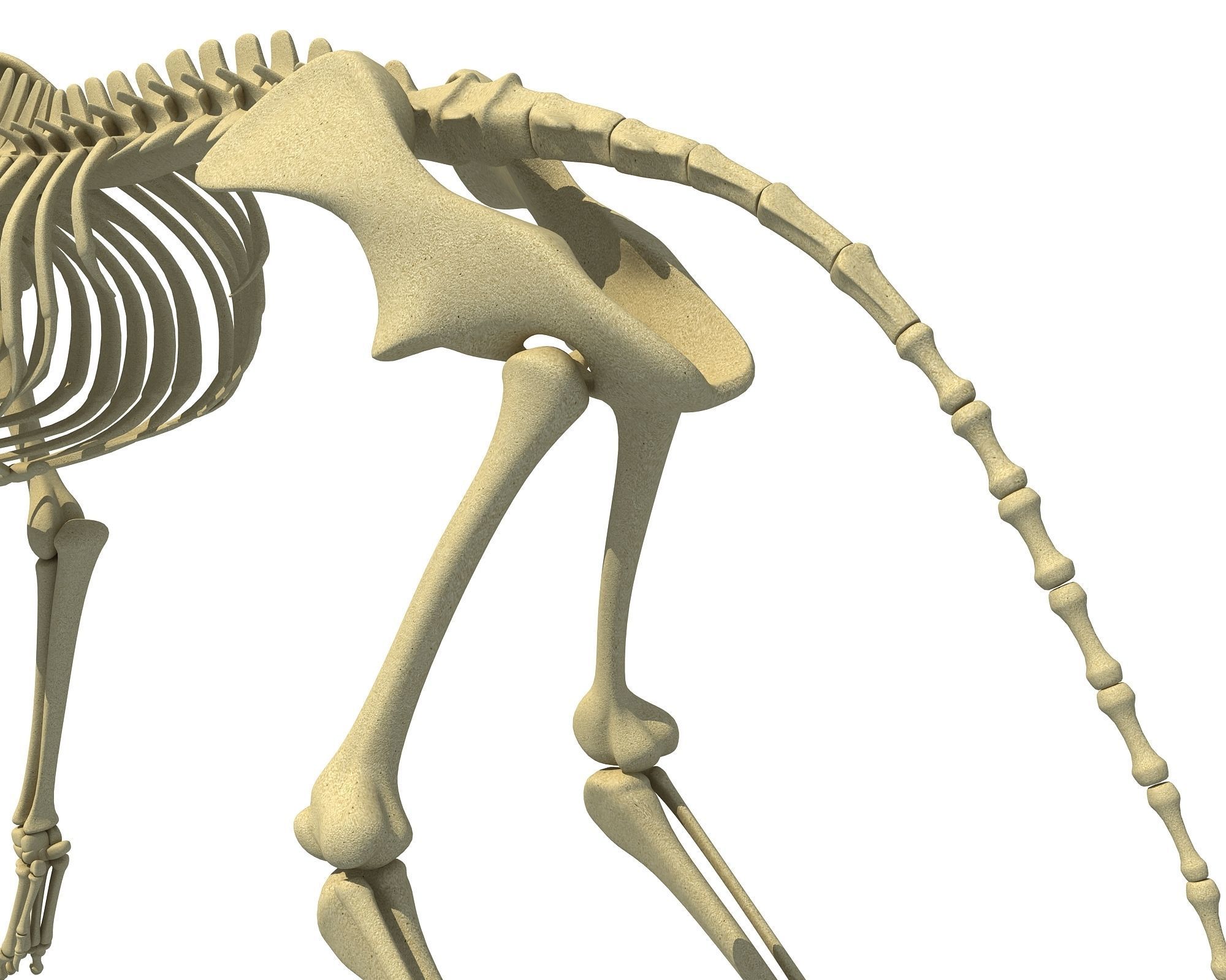 Wolf Skeleton 3D model_11