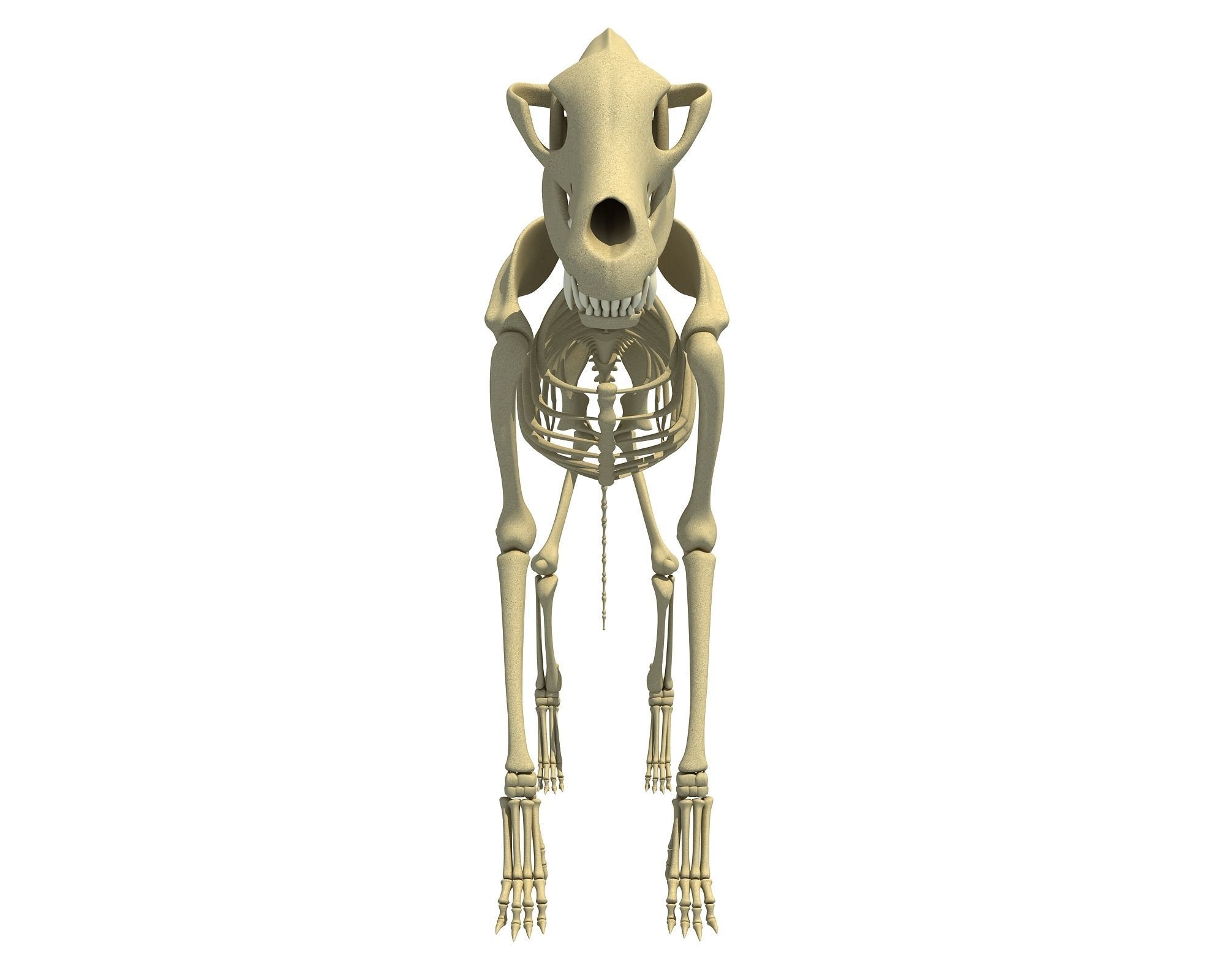 Wolf Skeleton 3D model_8