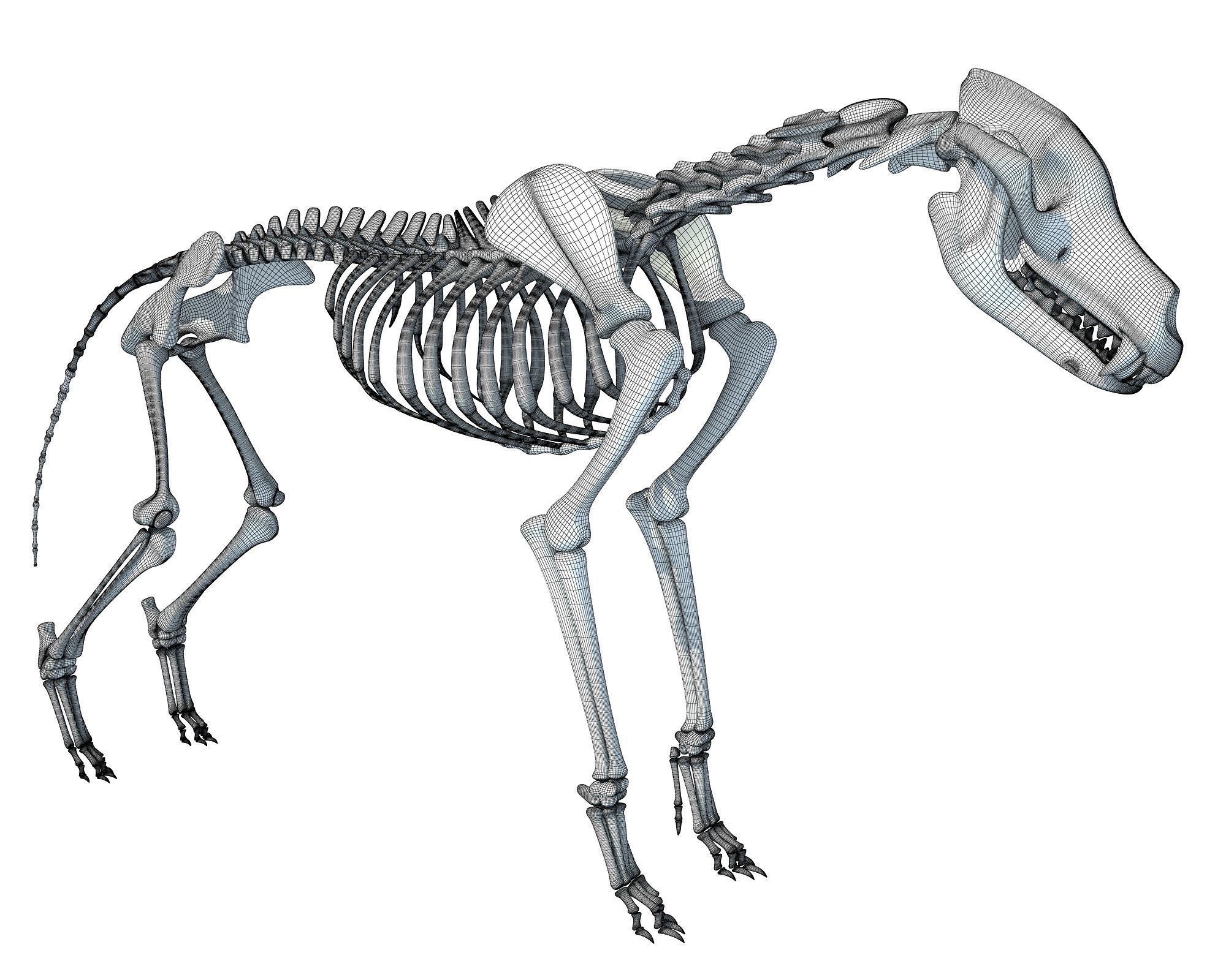 Wolf Skeleton 3D model_17