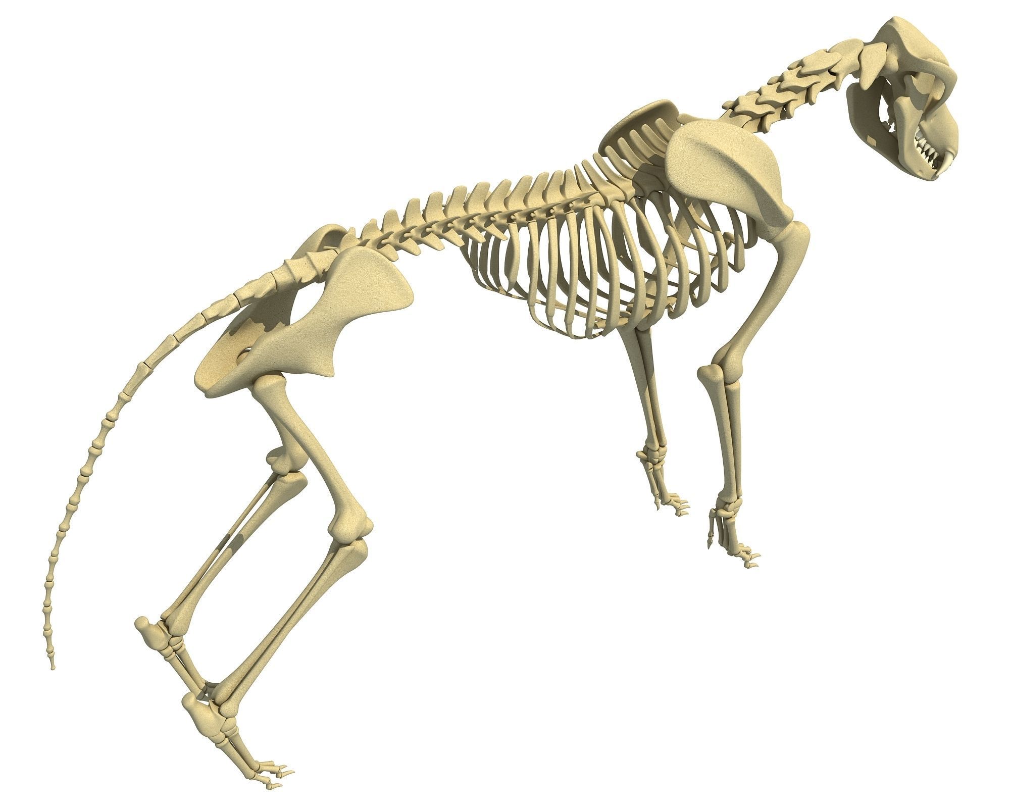 Wolf Skeleton 3D model_3