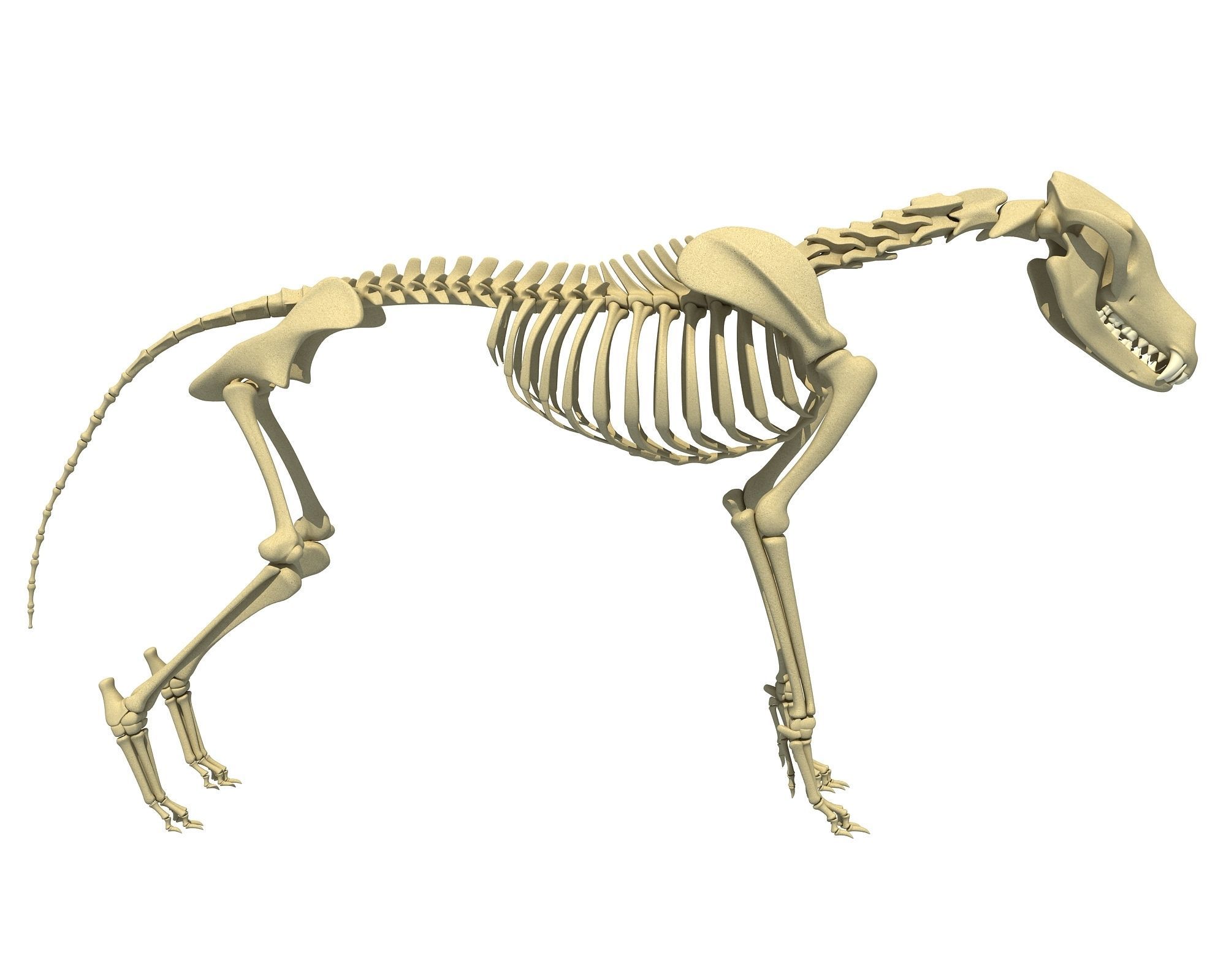 Wolf Skeleton 3D model_2