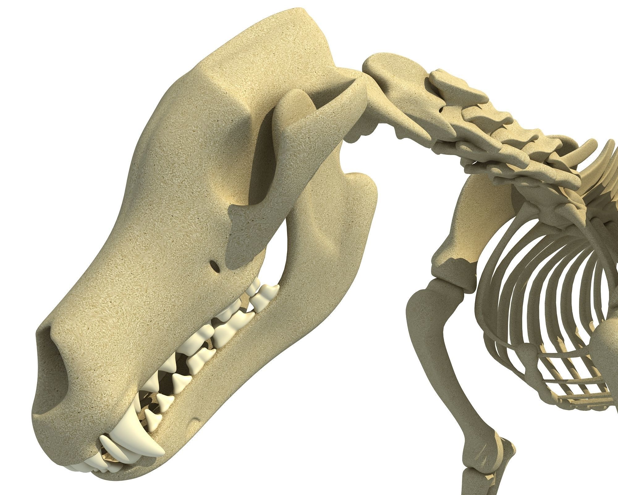 Wolf Skeleton 3D model_14