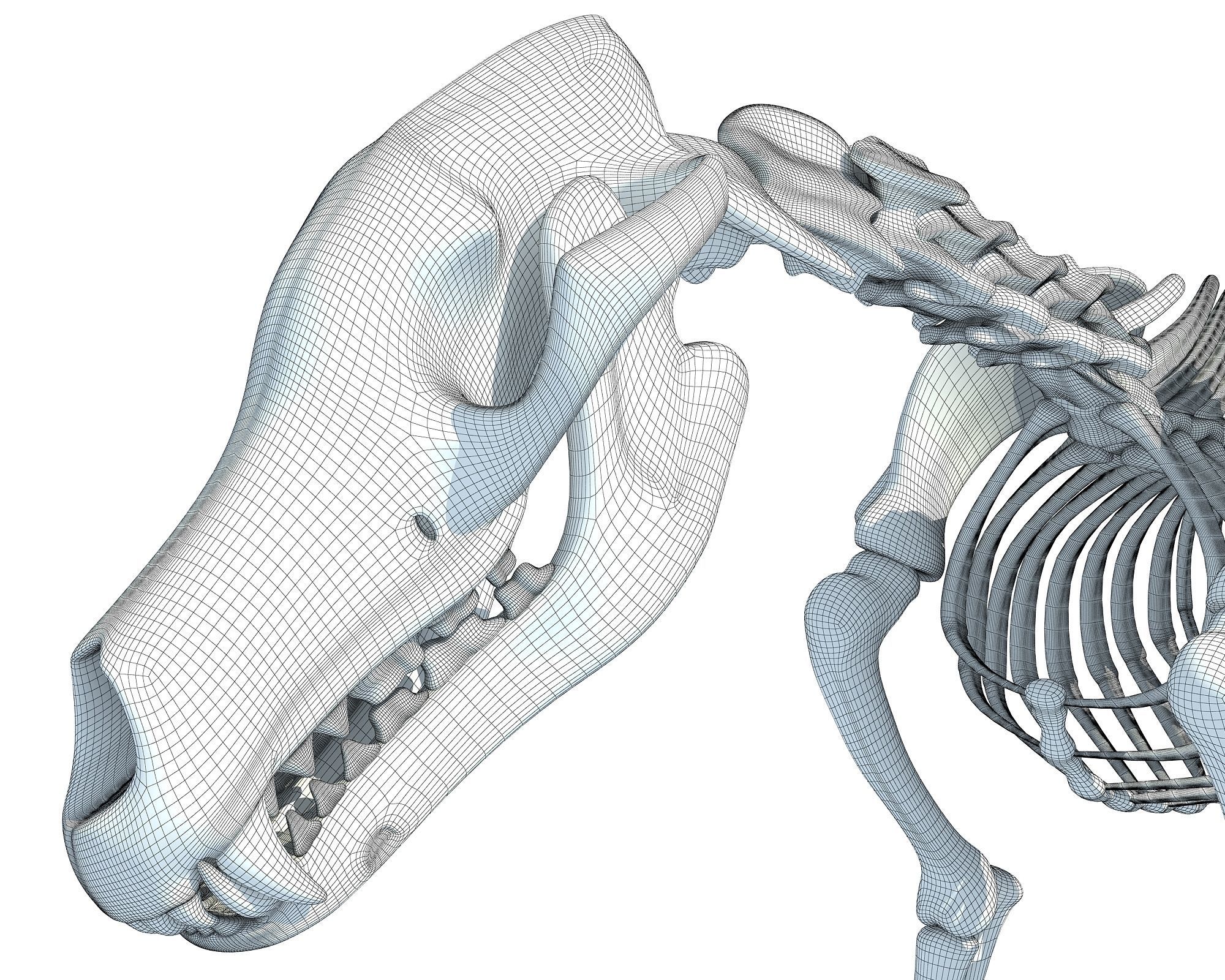Wolf Skeleton 3D model_19