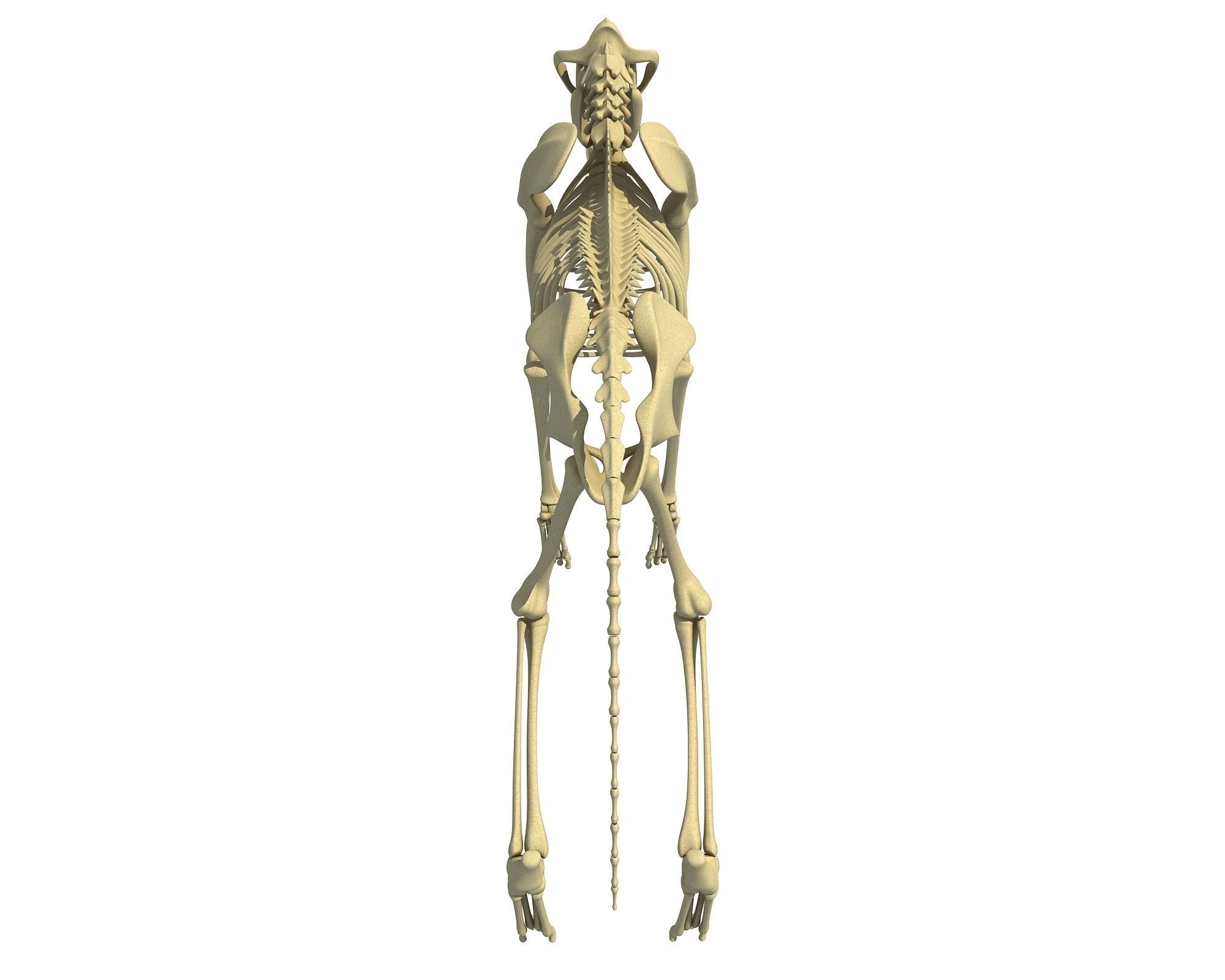 Wolf Skeleton 3D model_6
