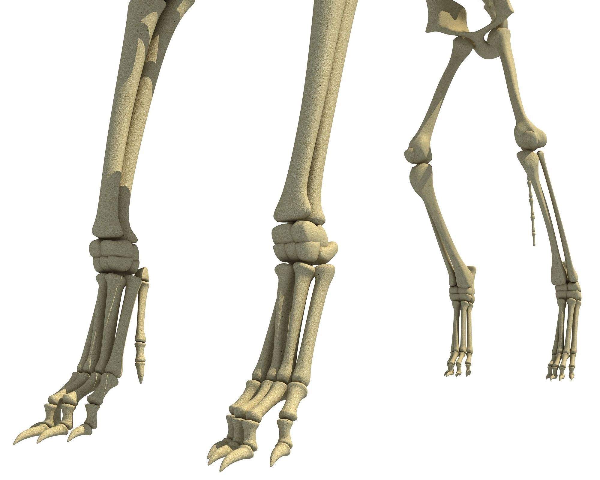 Wolf Skeleton 3D model_13