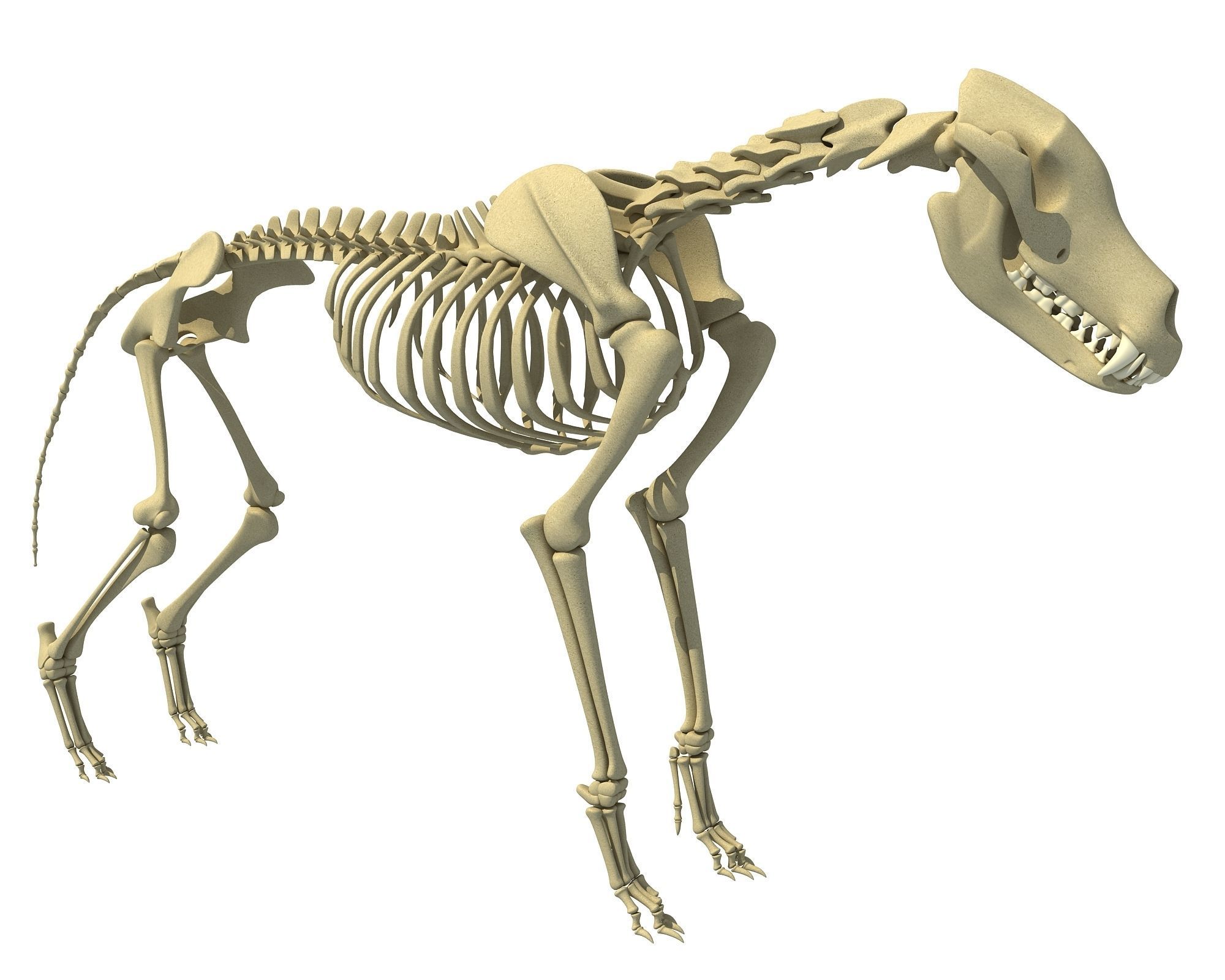 Wolf Skeleton 3D model_1
