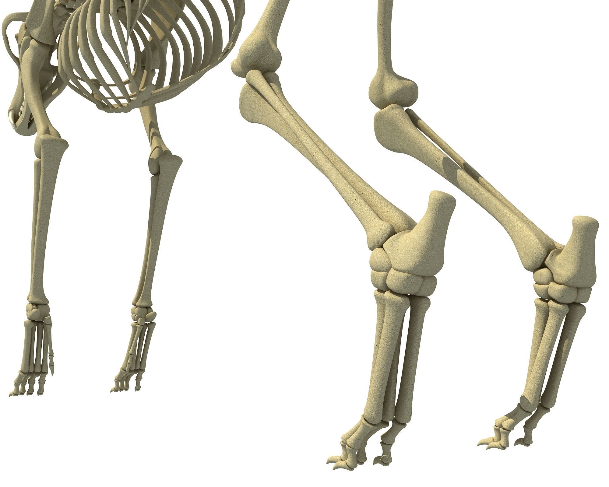 Wolf Skeleton 3D model_12