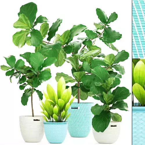 Ficus plant collection