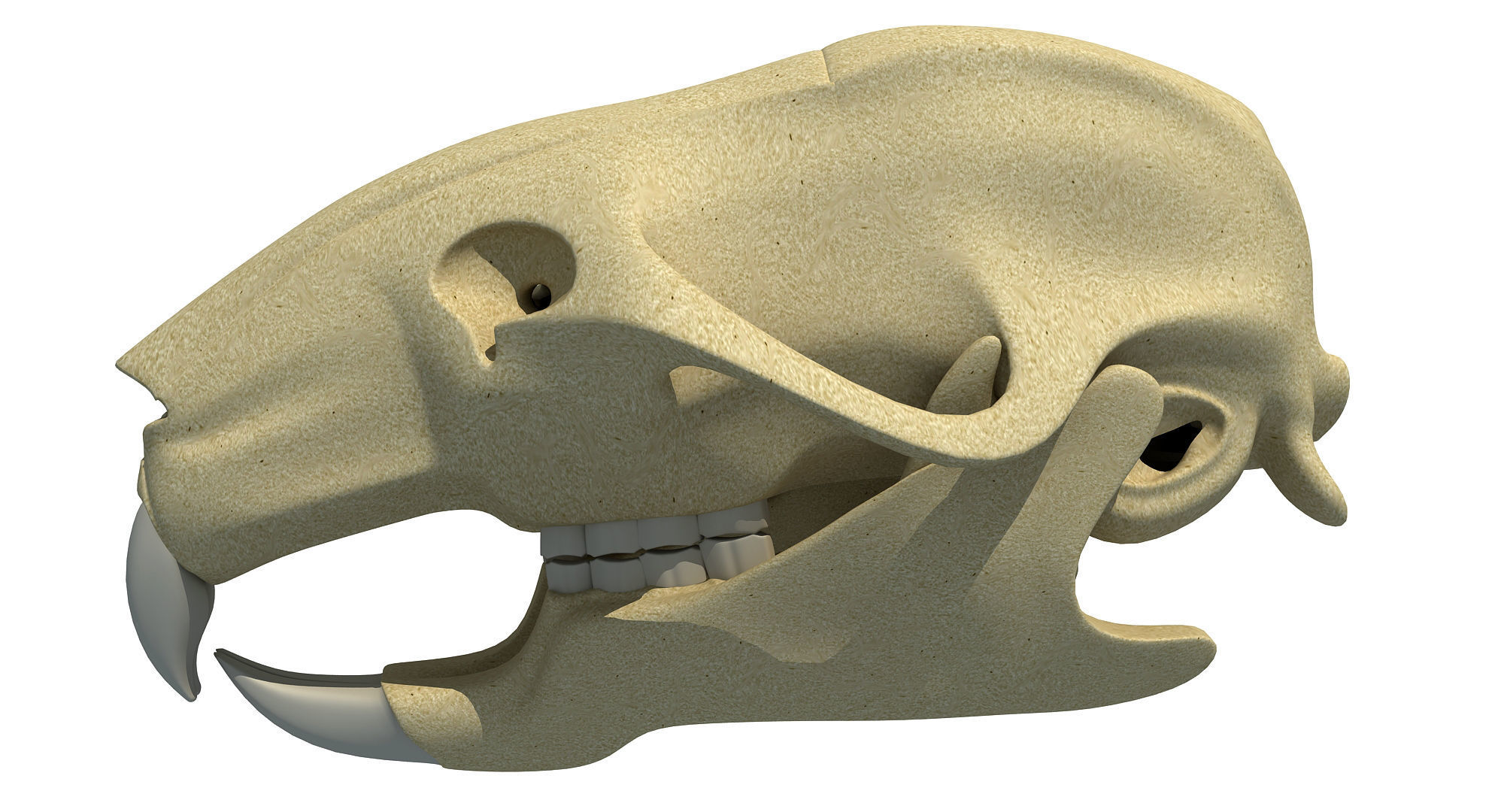 Rat Skull 3D model_2