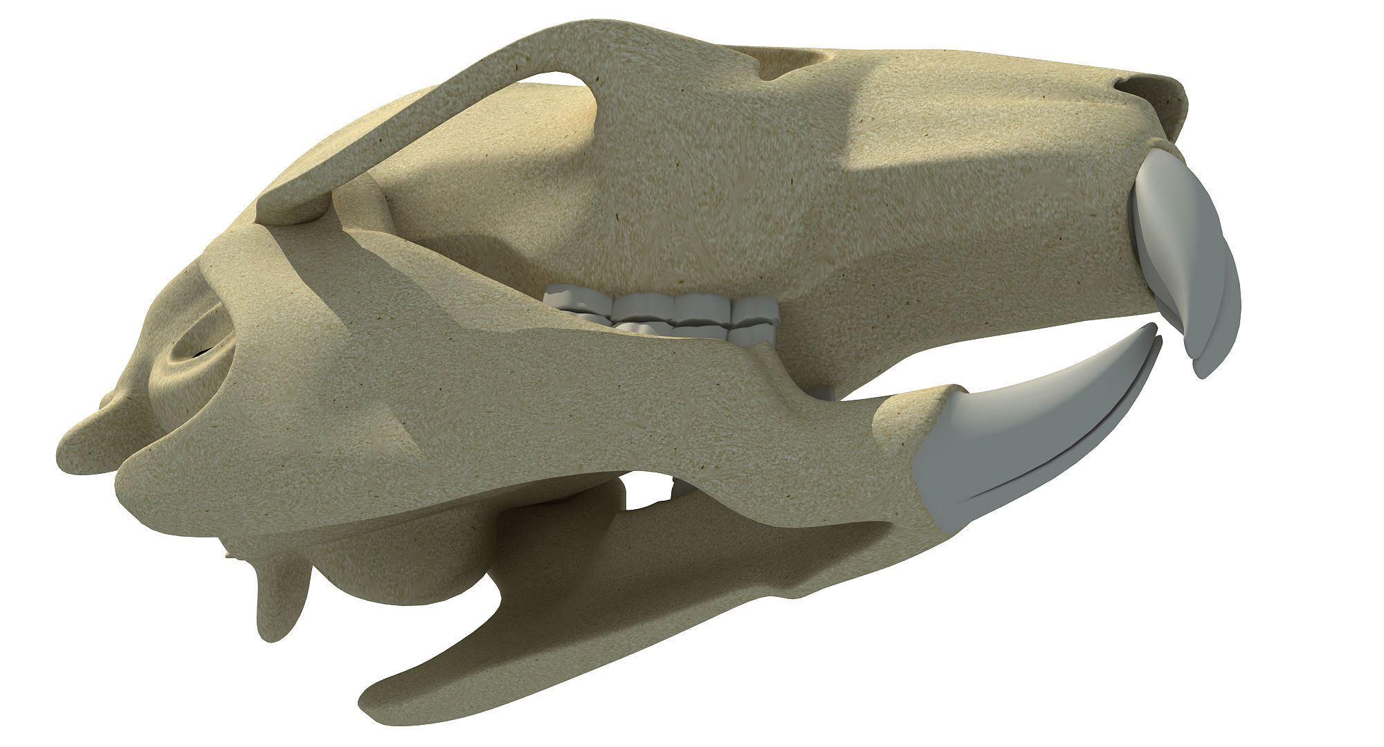 Rat Skull 3D model_6