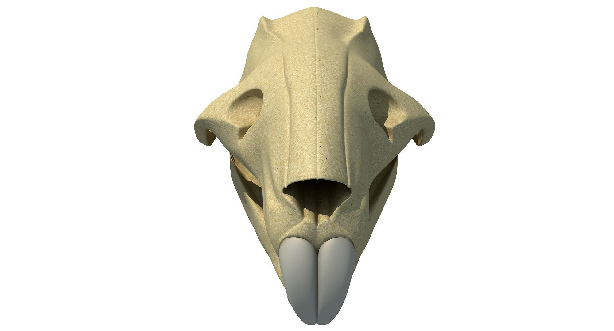 Rat Skull 3D model_4