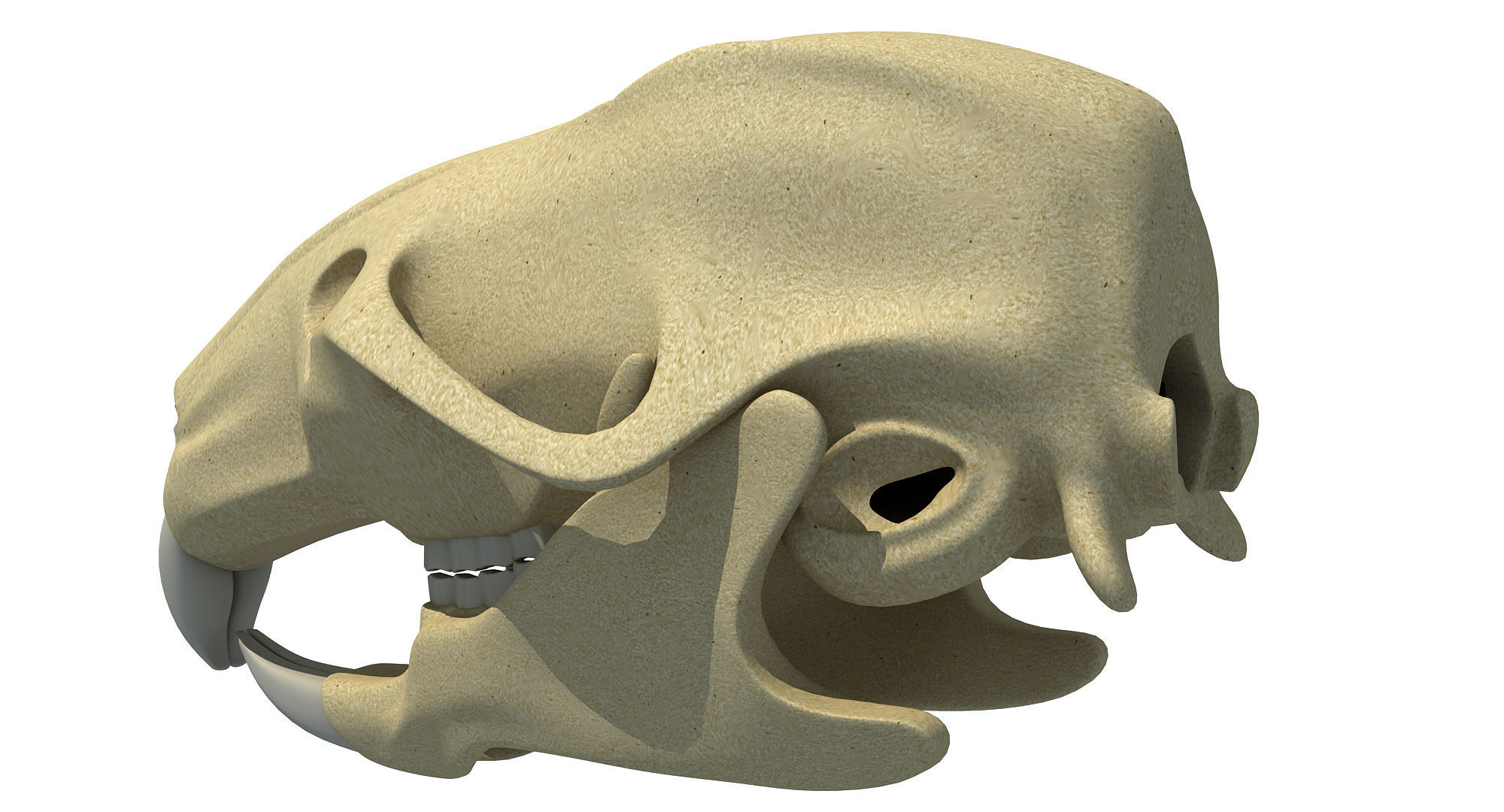 Rat Skull 3D model_3