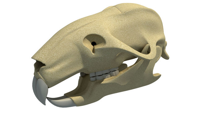 Rat Skull 3D model