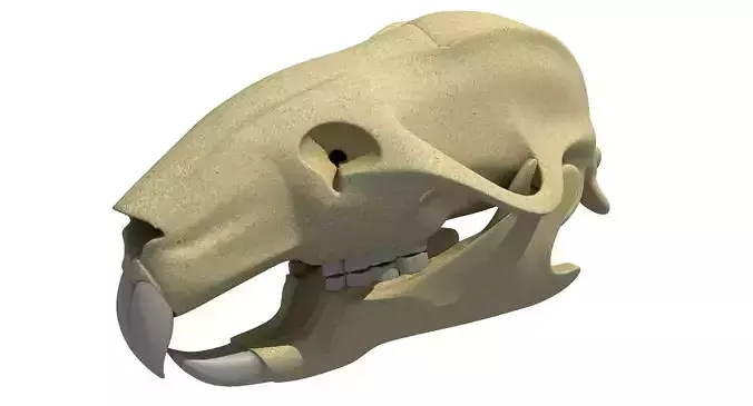 Rat Skull 3D model