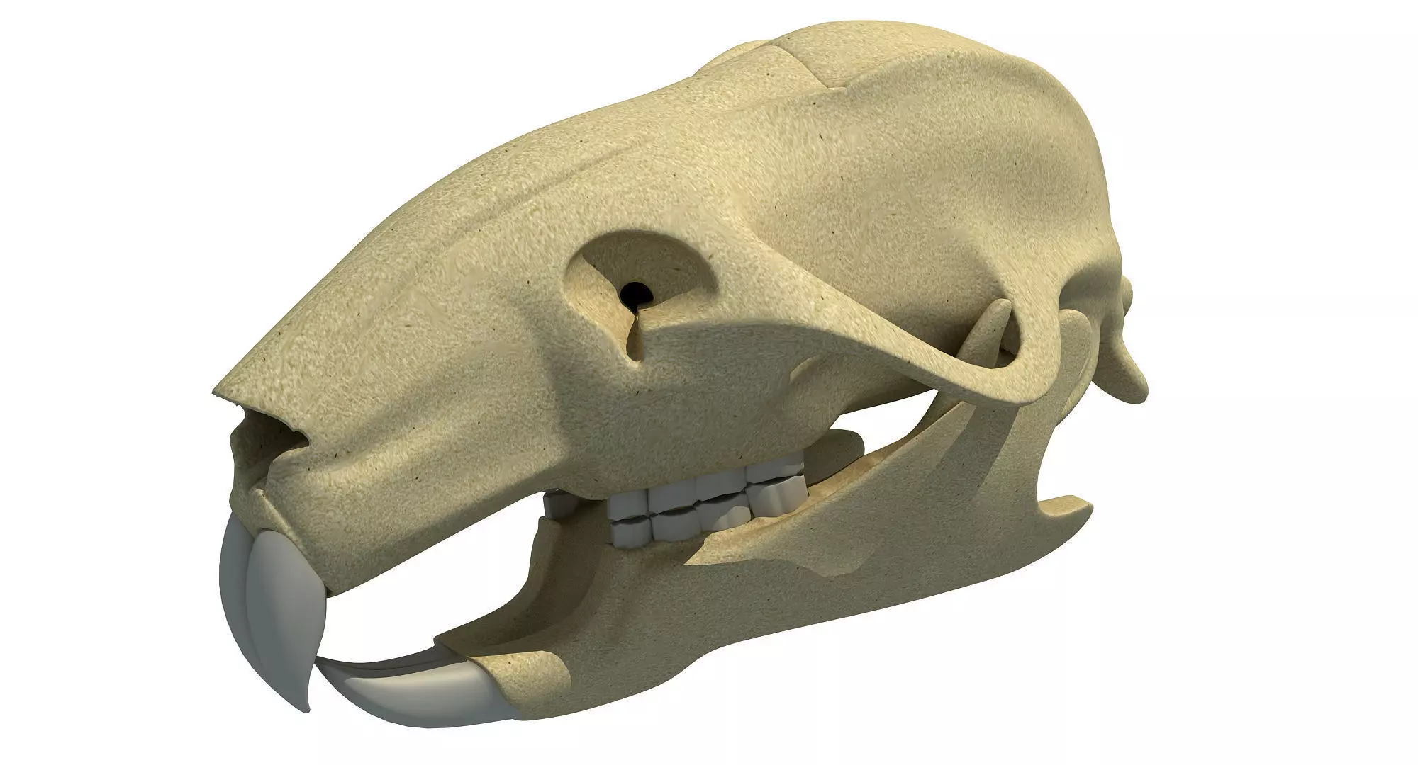 Rat Skull 3D model_0
