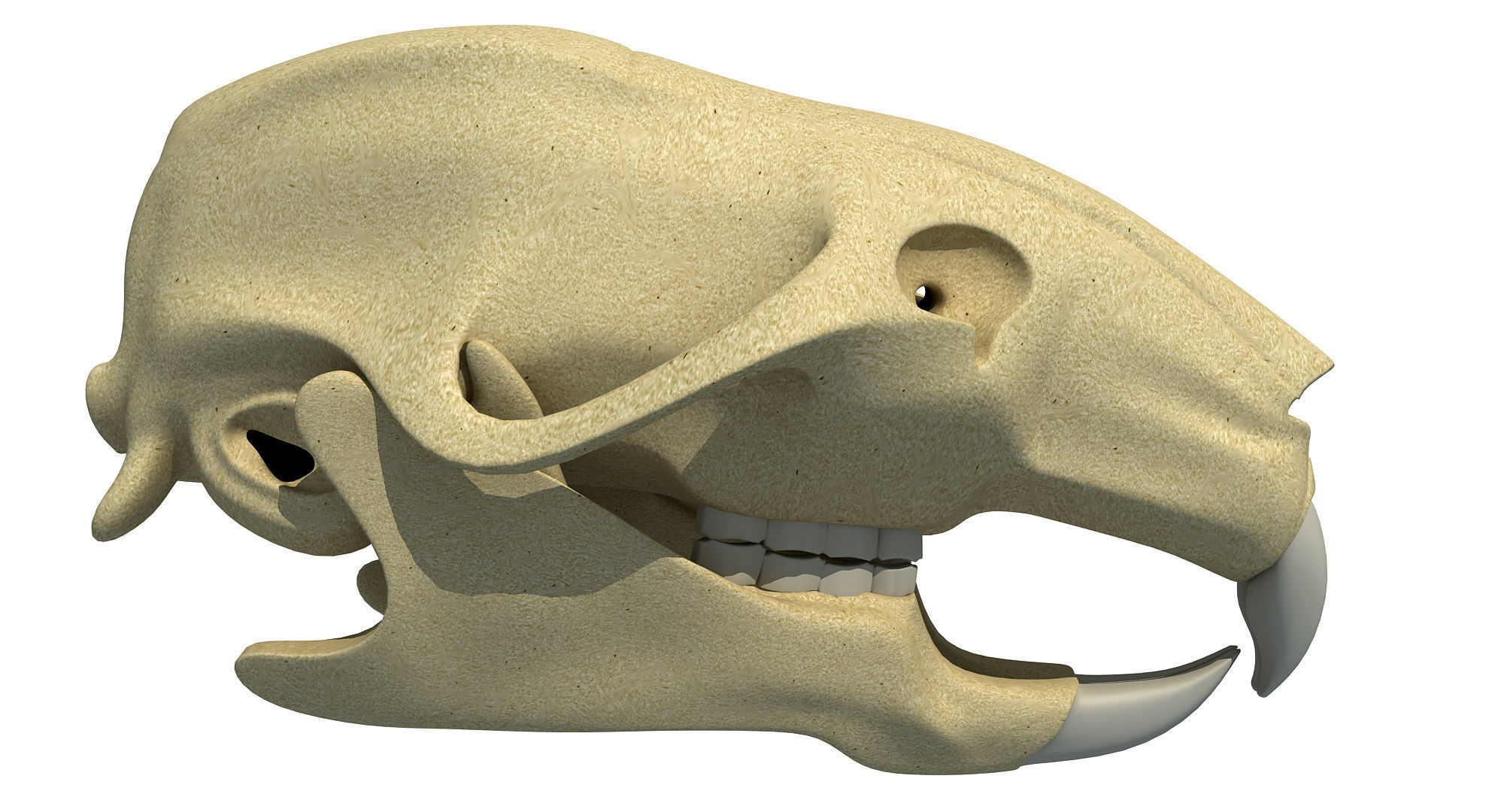 Rat Skull 3D model_1
