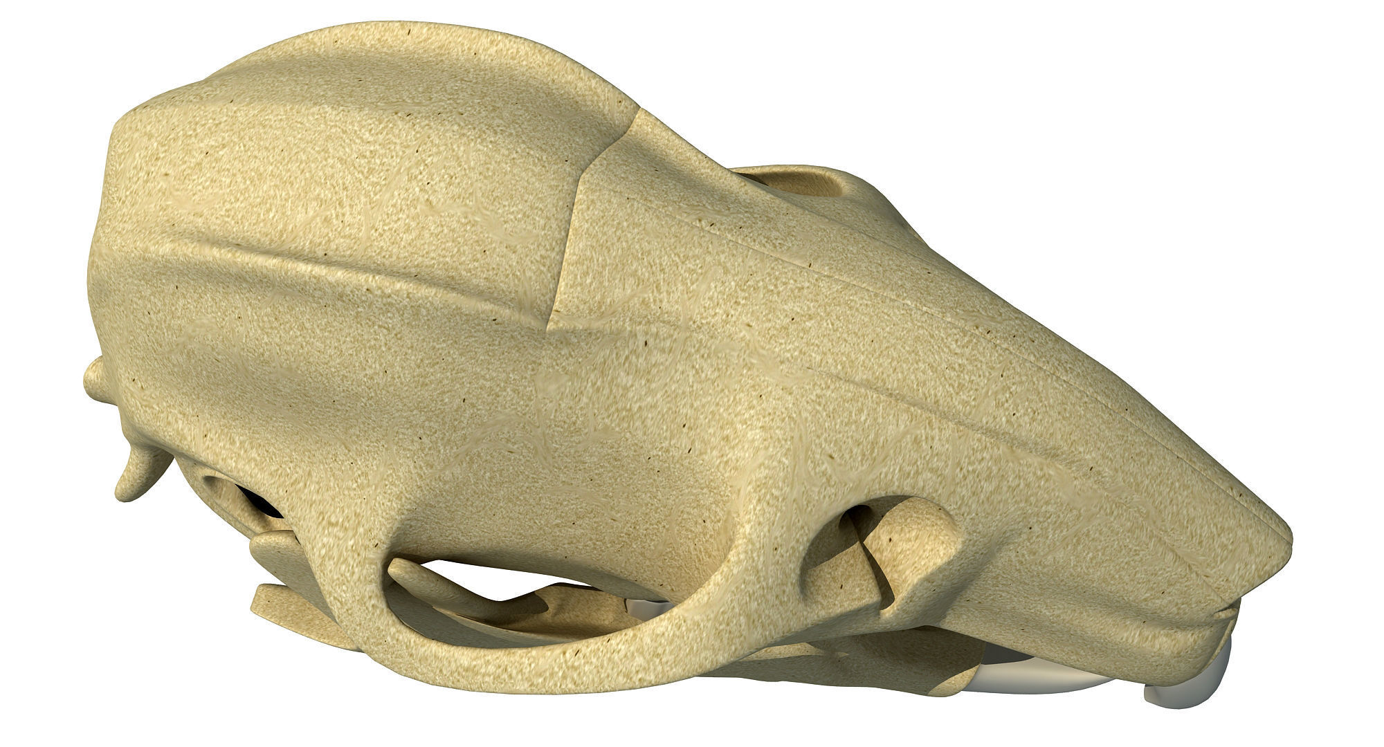 Rat Skull 3D model_7