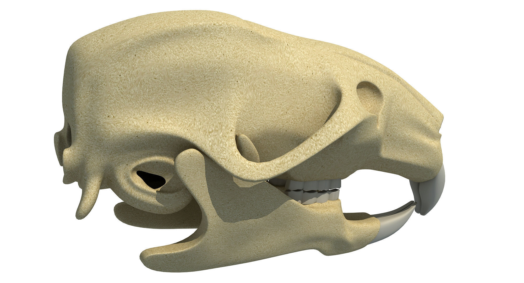 Rat Skull 3D model_5