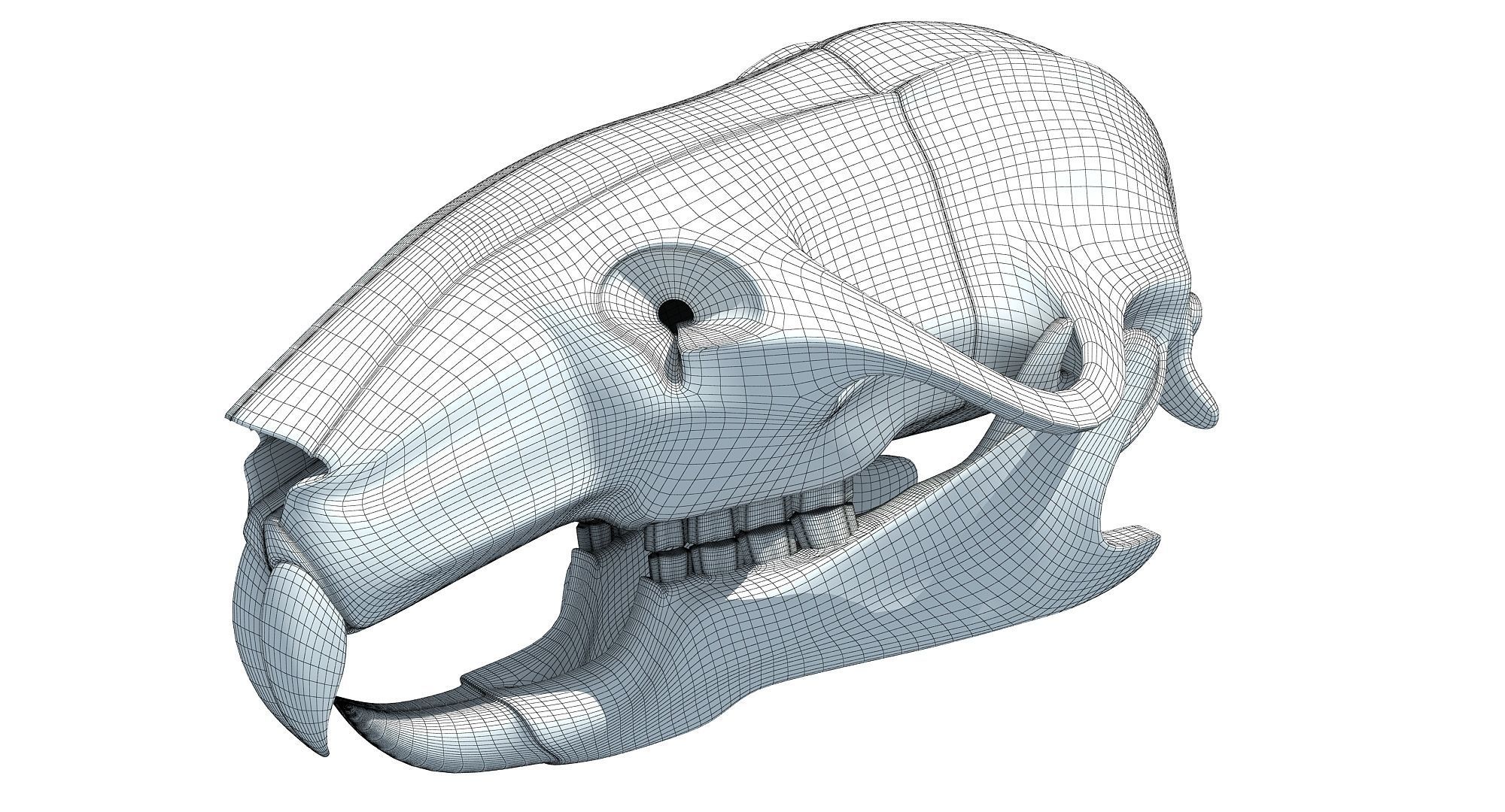 Rat Skull 3D model_9