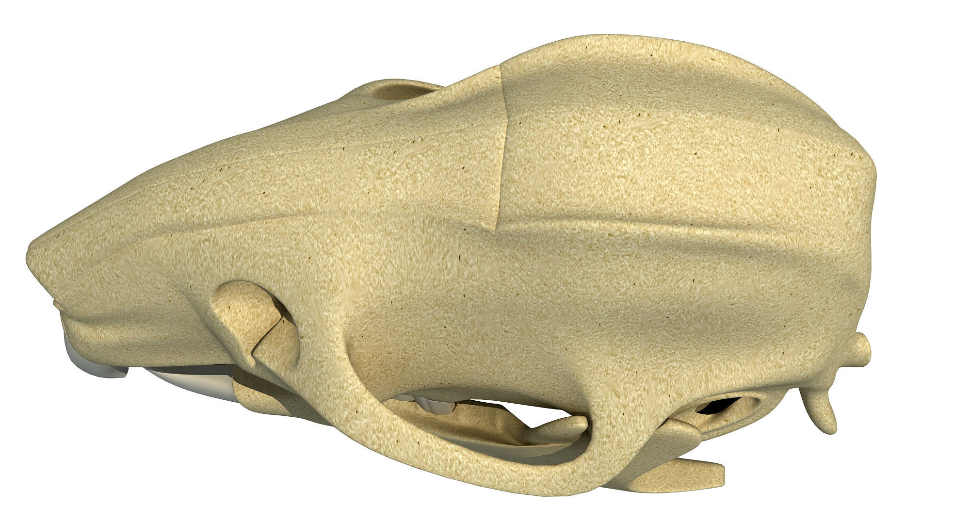 Rat Skull 3D model_8