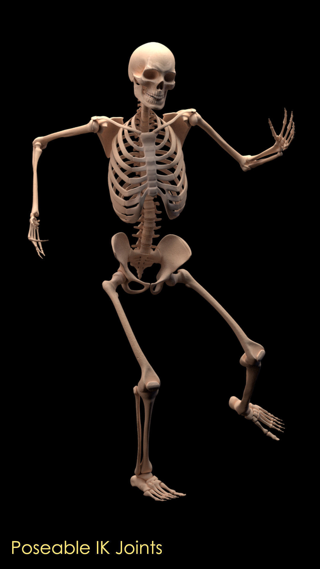 Human Skeleton 3D model_1