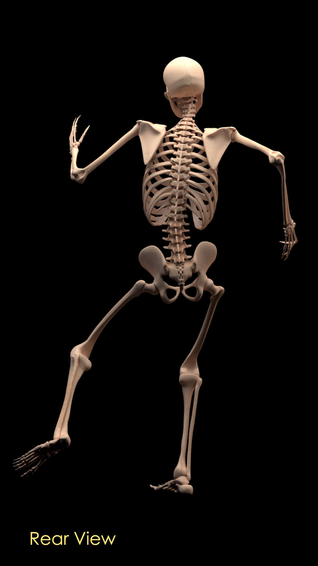 Human Skeleton 3D model_2
