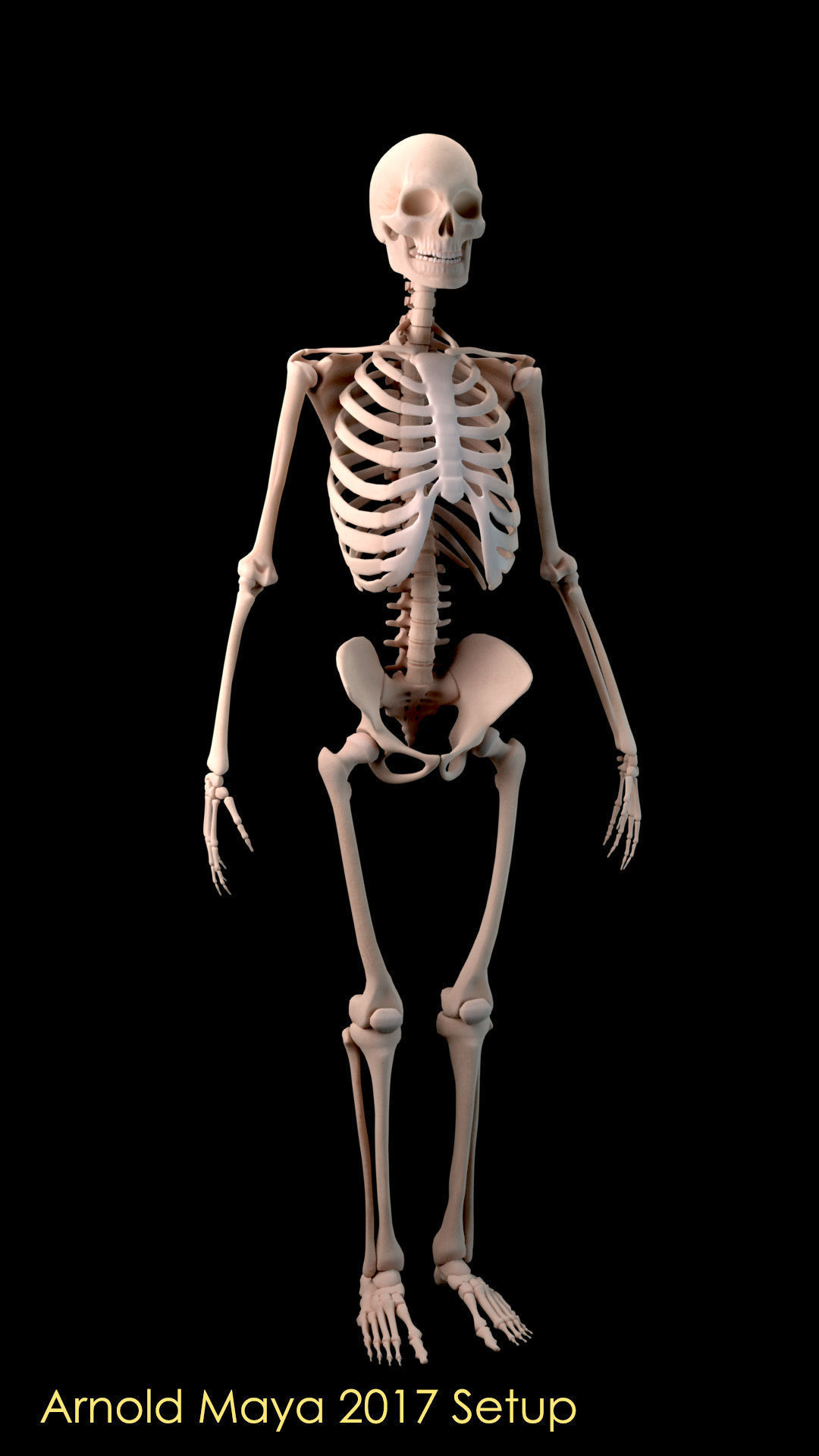 Human Skeleton 3D model_3
