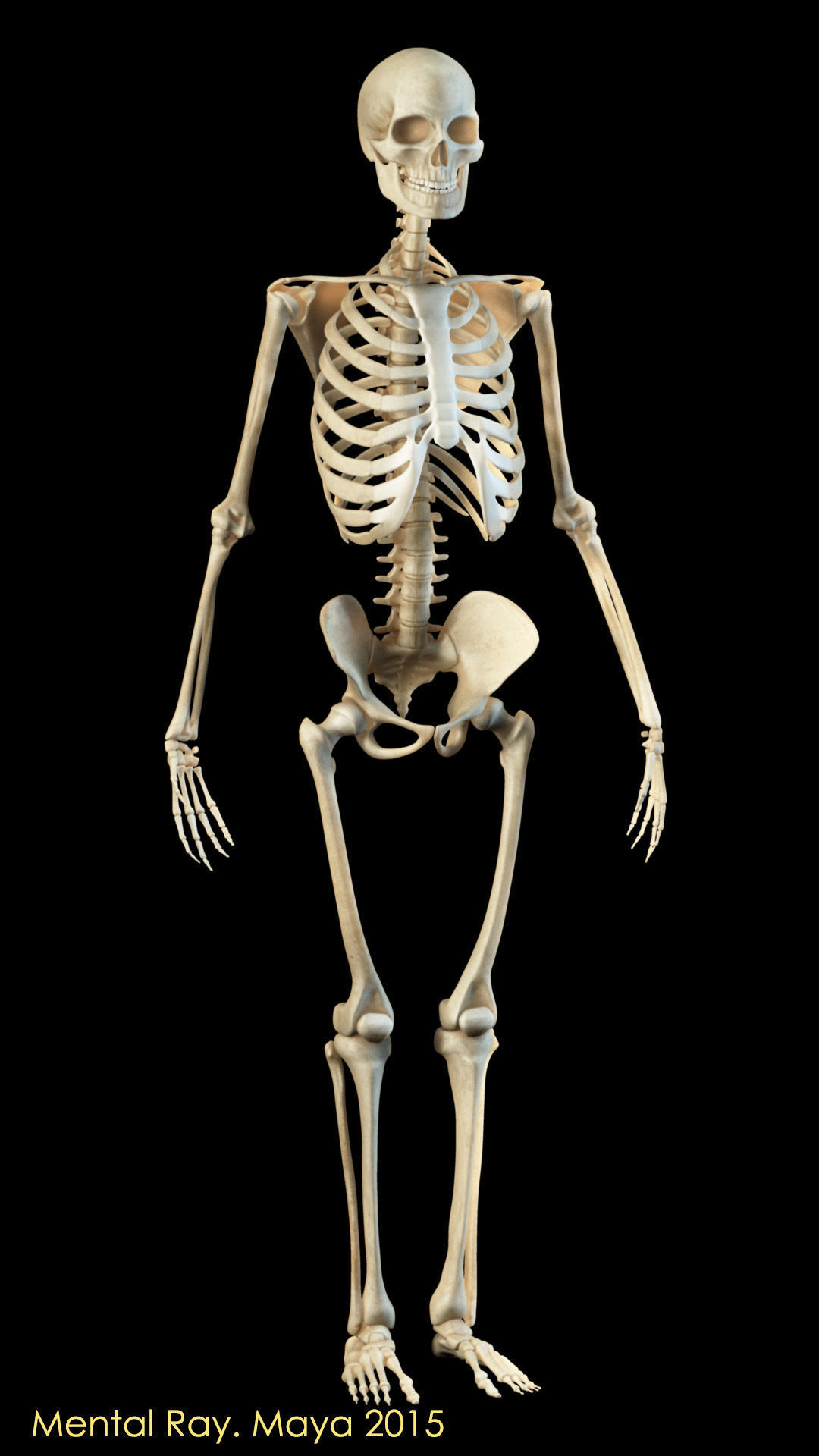 Human Skeleton 3D model_5