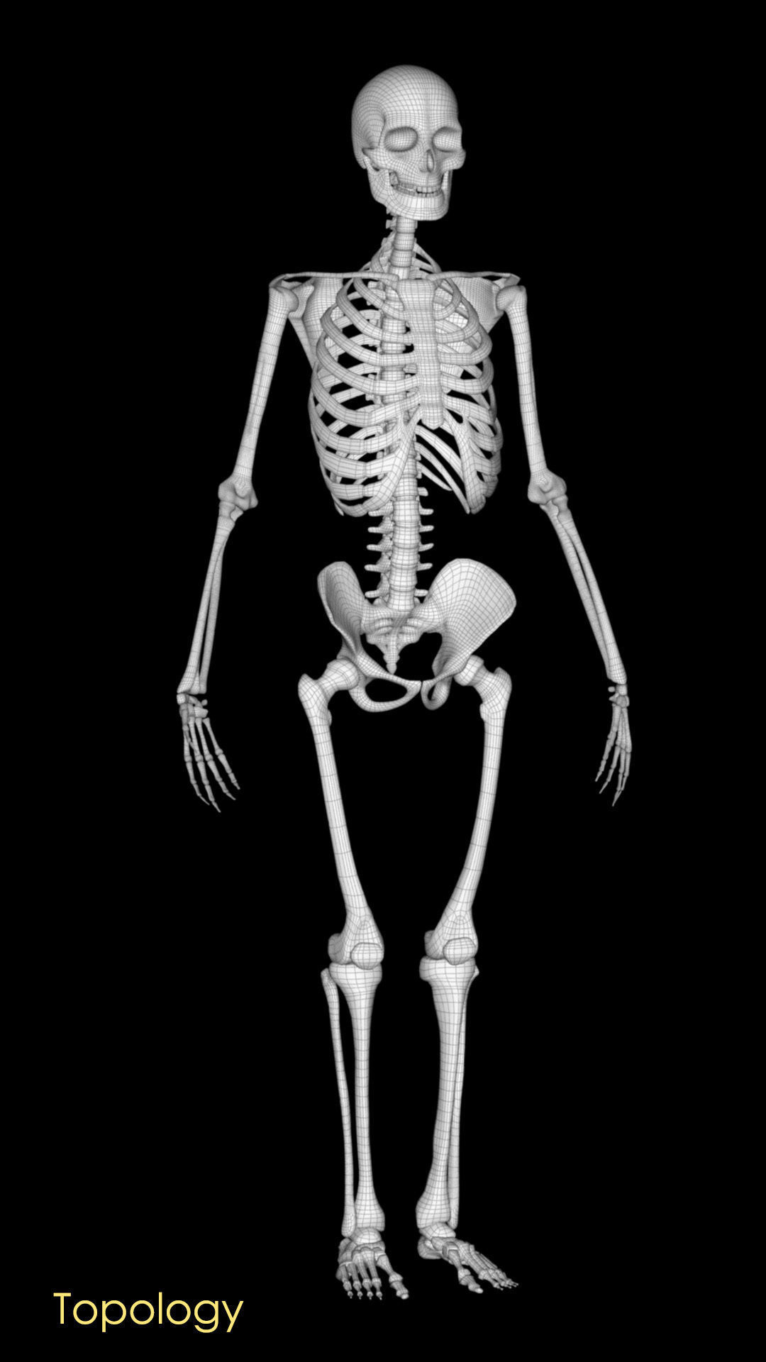 Human Skeleton 3D model_4