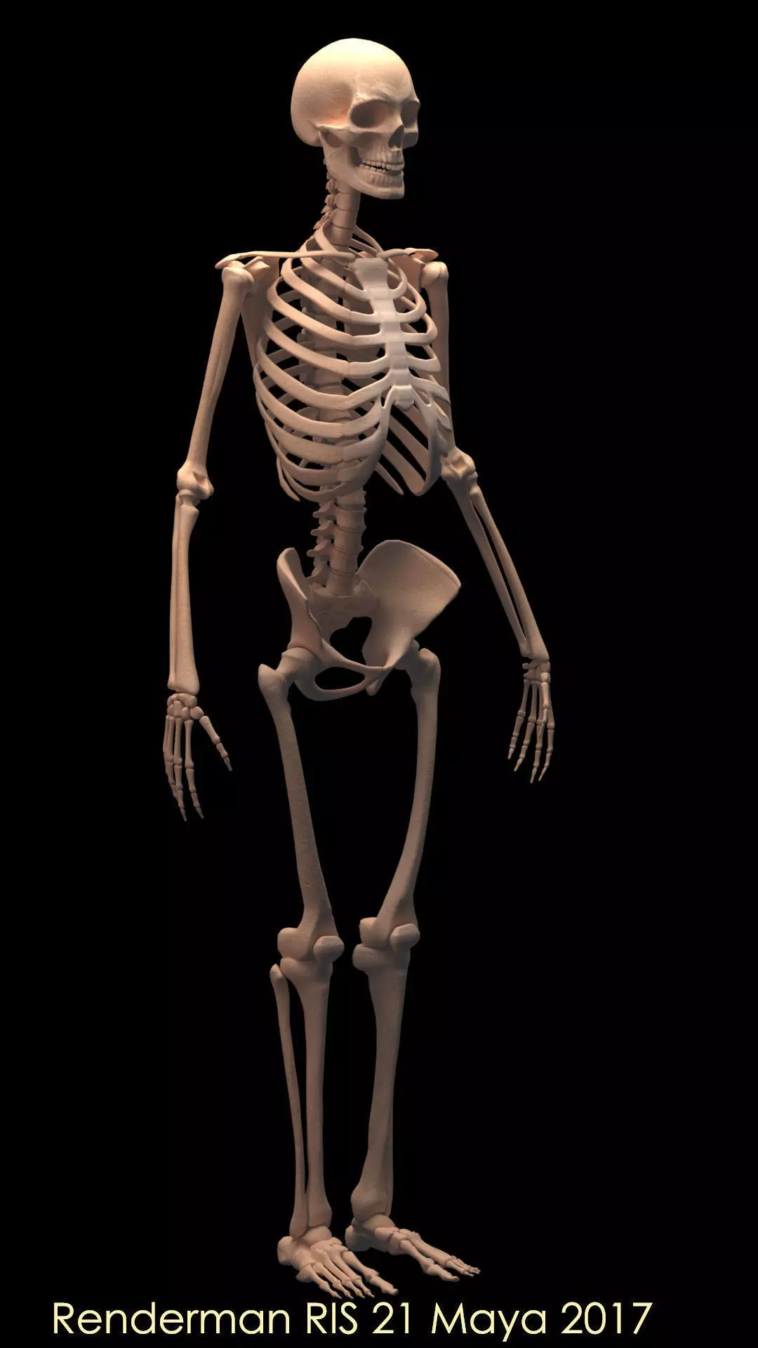 Human Skeleton 3D model_0