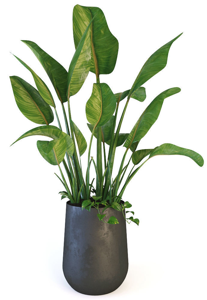 Plants 19 3D model_6