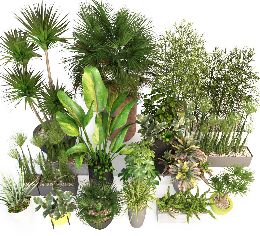 Plants 19 3D model_2