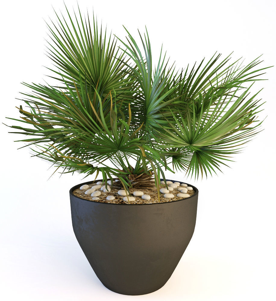 Plants 19 3D model_11