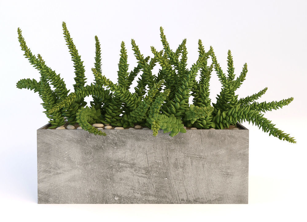 Plants 19 3D model_9