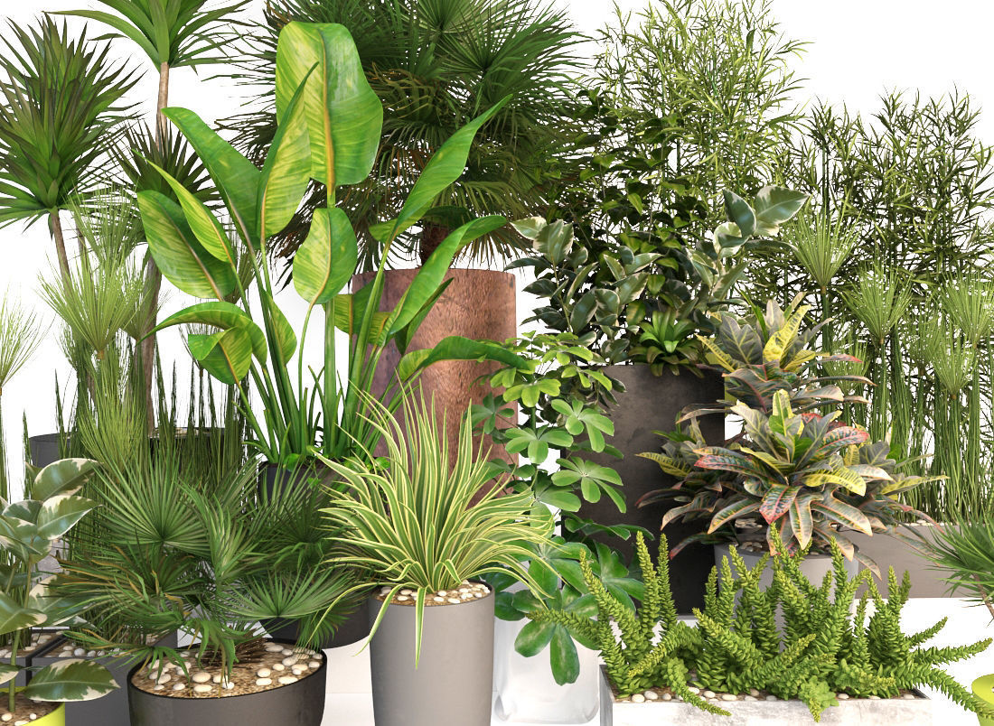 Plants 19 3D model_1