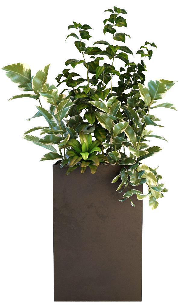 Plants 19 3D model_5