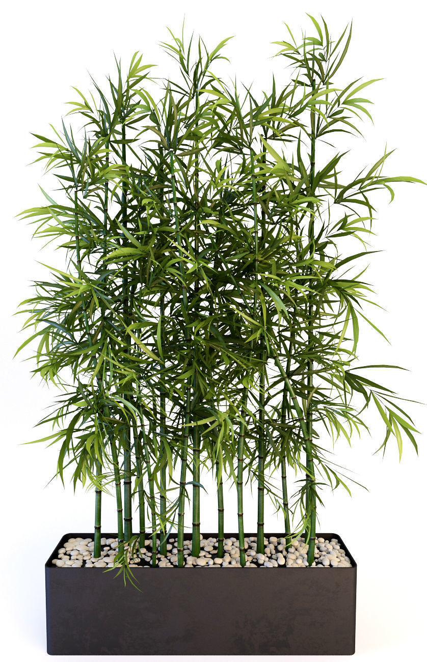 Plants 19 3D model_10