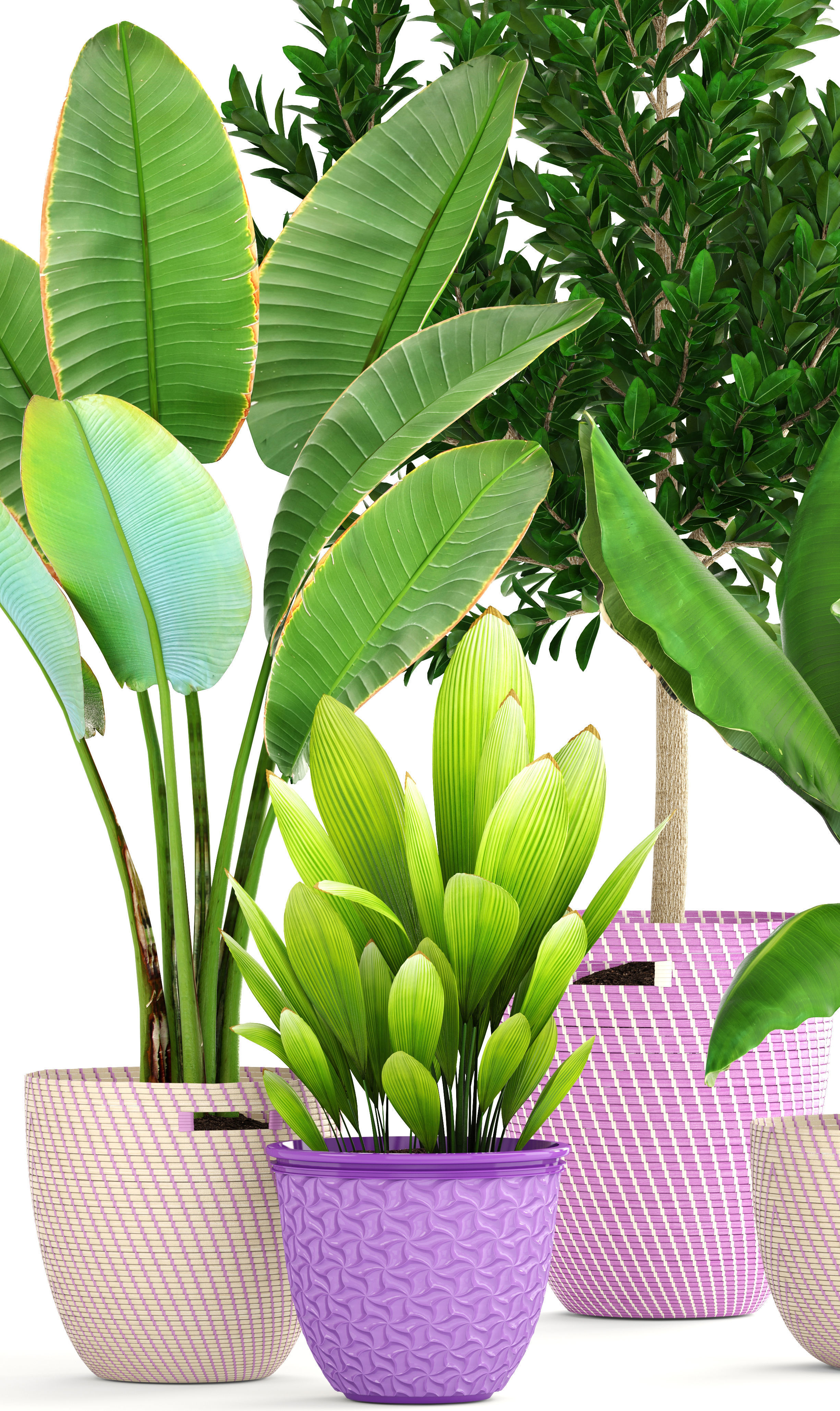 plant collection banana in basket 3D model_3